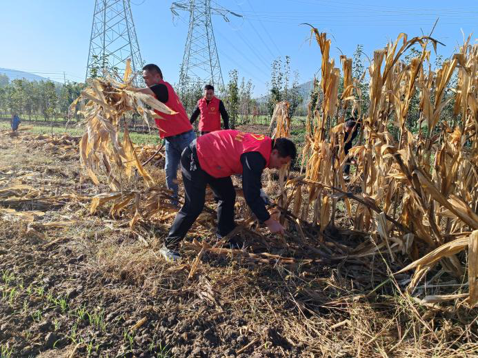 南山村开展党员志愿服务帮助残疾人收秸秆办实事解民忧