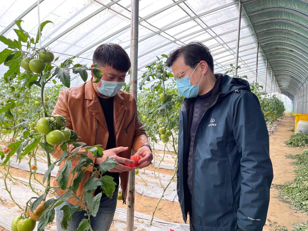 到,3月30日,市乡村振兴局副局长杜曙光一行来到天悦生态农庄进行调研