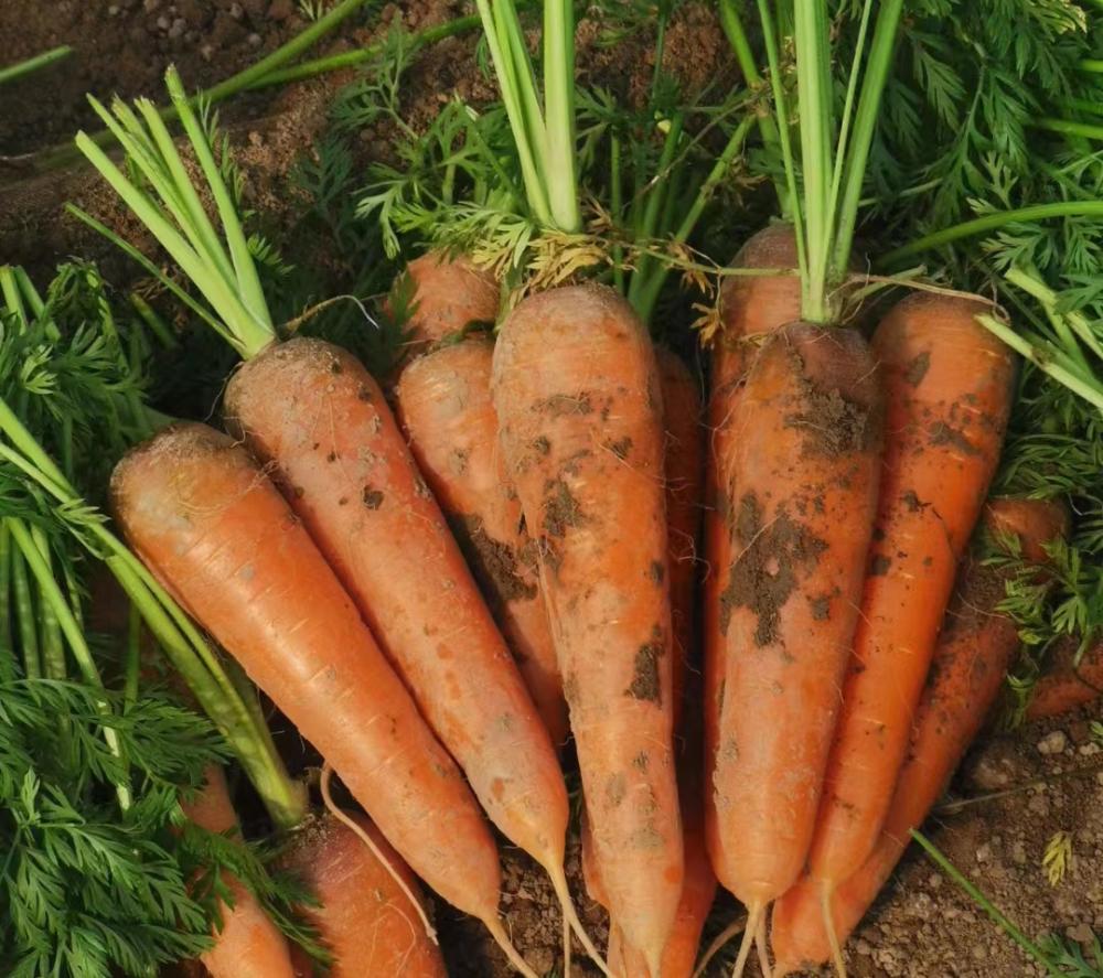 杜集区石台镇胡萝卜喜丰收拓宽农民致富路